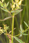 Yellow meadowbeauty